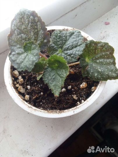 Стрептокарпусы,бегонии декоративно лиственные