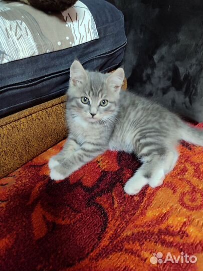 Котята 2 котика в добрые руки