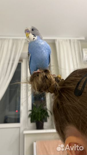 Волнистый попугай с клеткой