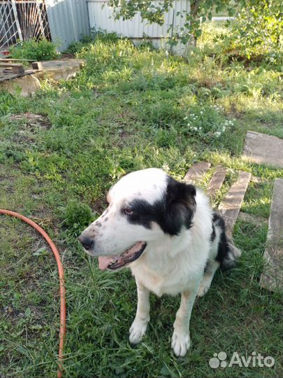 Собака алабай