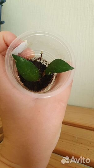 Хойя Davidcummingii