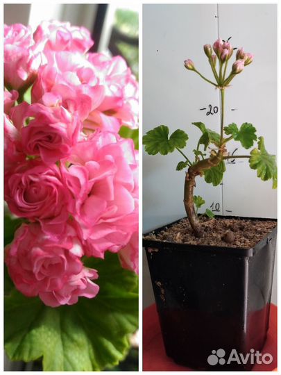 Пеларгония/герань Набор из двух сортов