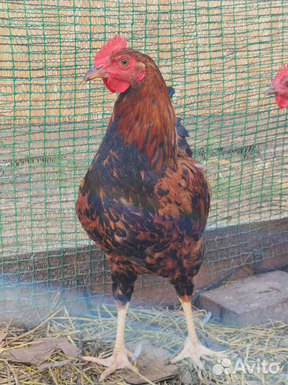 Петухи от пасхальных кур