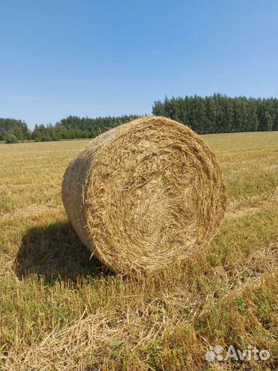 Сено солома