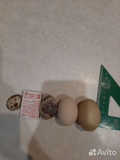 Яйца домашней птицы куриные, утиные, перепелиные