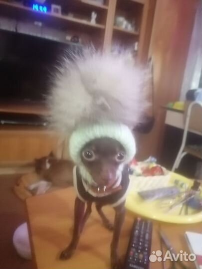 Шапочки для самых маленьких собачек