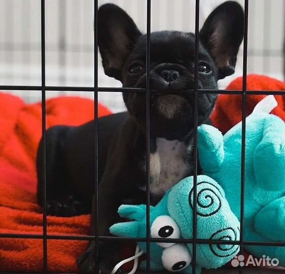 Французский бульдог