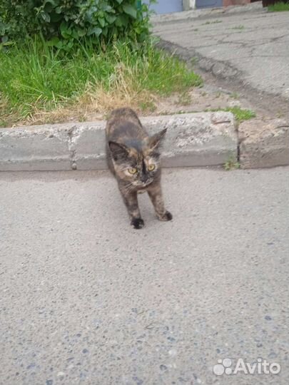 Кошка