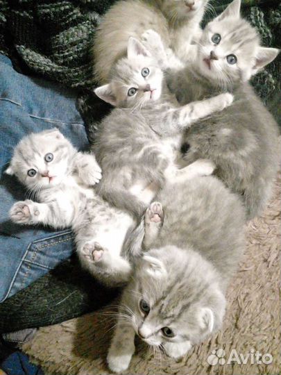 Шотландская вислоухая