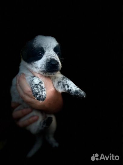 Щенок не крупный