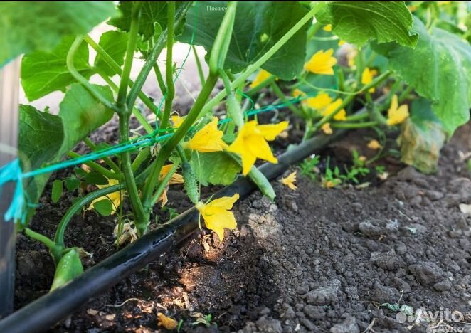 Капельная лента zelna (урожайная)хорошего качества