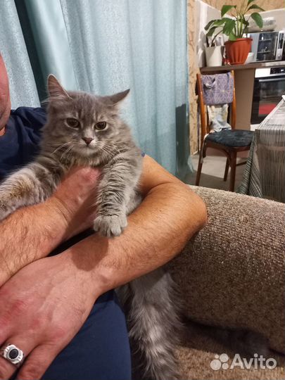 Котята в любящие руки
