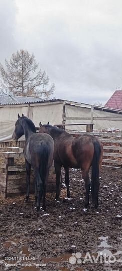 Продам лошадь(жеребец)