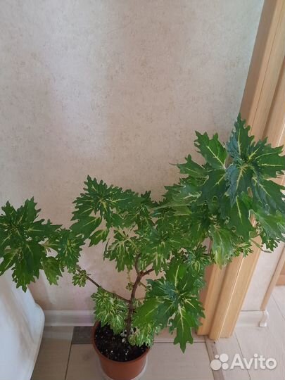 Домашние растения