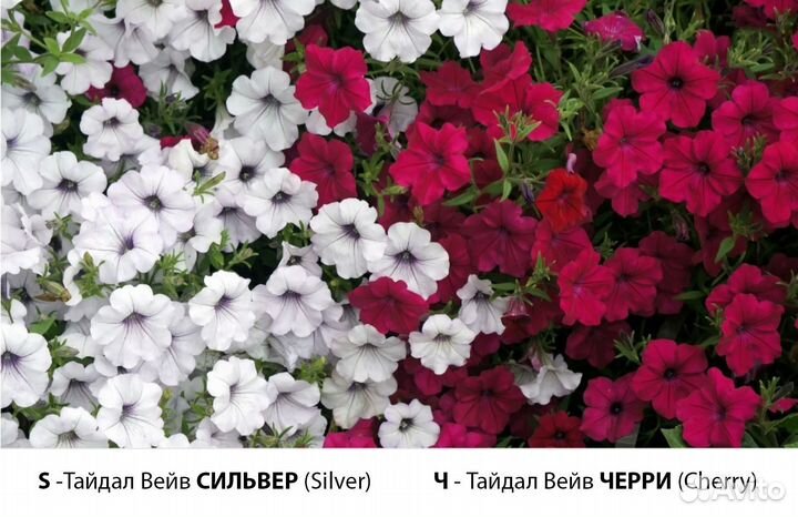 Рассада петуний. Очень ароматная