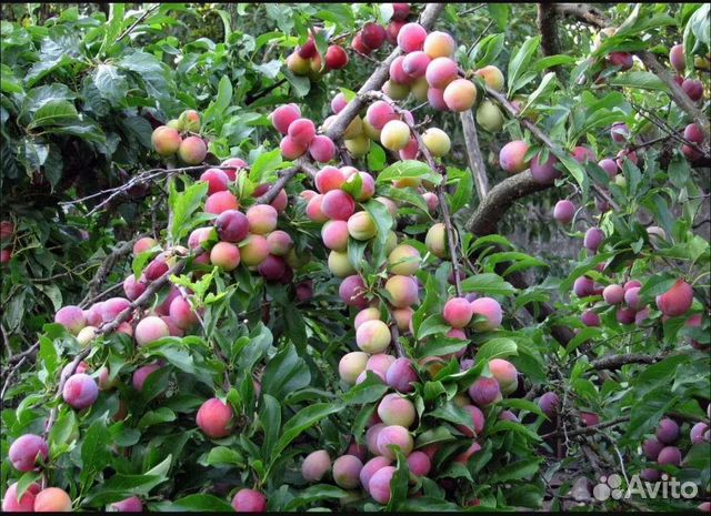 Карликовые плодовые деревья