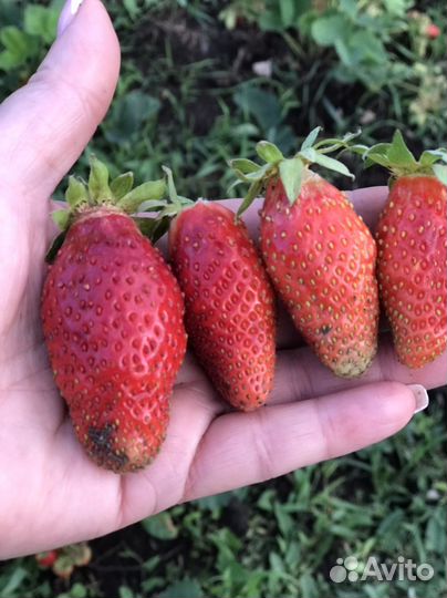 Альбион.ремонтантная клубника