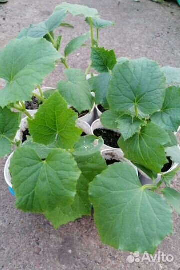 Рассада огурцов