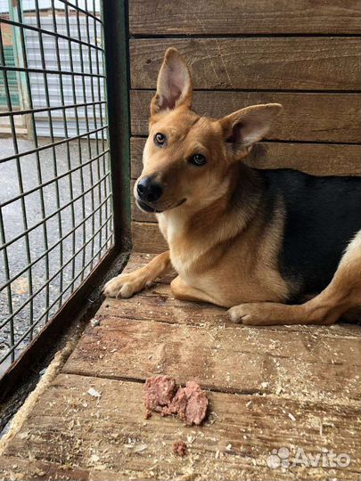 Нежная Айва из приюта потеряла надежду