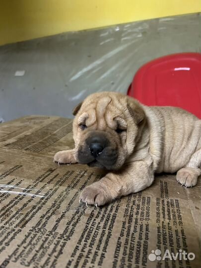 Щенки шарпея