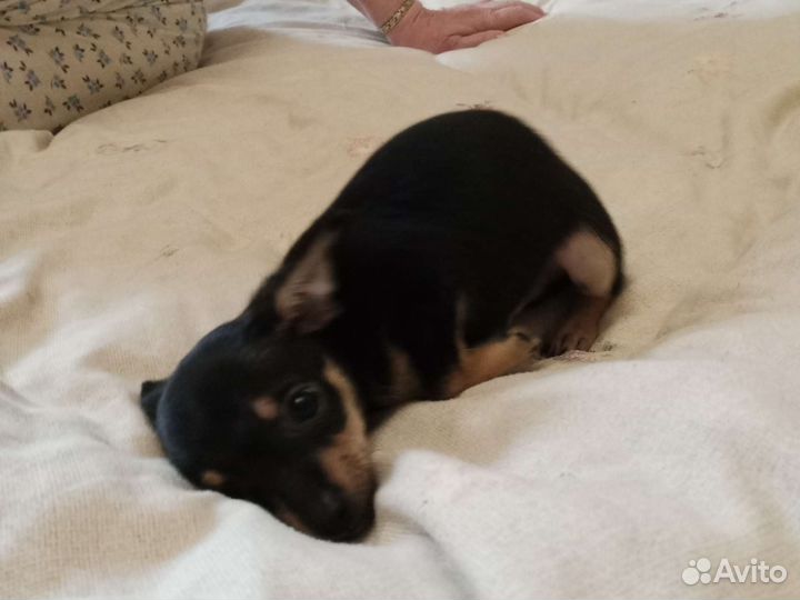 Той-терьер щенки