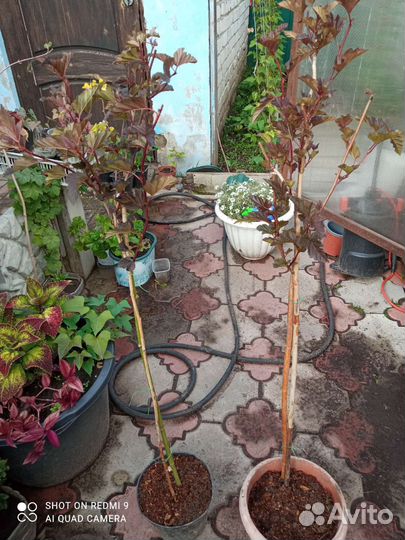 Редкие растения для сада