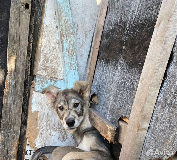 Собака в добрые руки