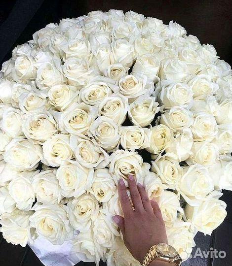 Высокие розы Гигантские Розы 150 160 170 180 190см