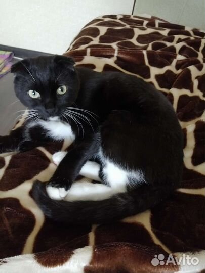 Передержка котов (кошек)