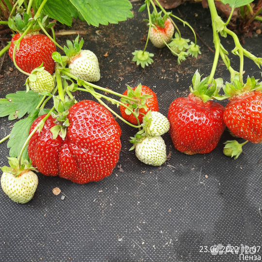 Саженцы настоящей Купчихи и не только