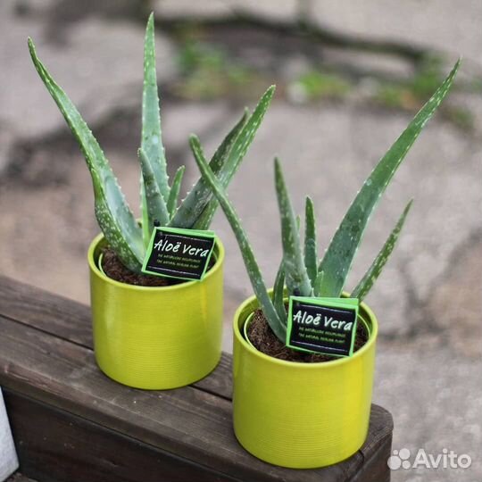 Цветы алоэ, денежного дерева (толстянки)