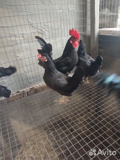 Яйцо/цыплята шелковые, серама, сибрайт, бентамка