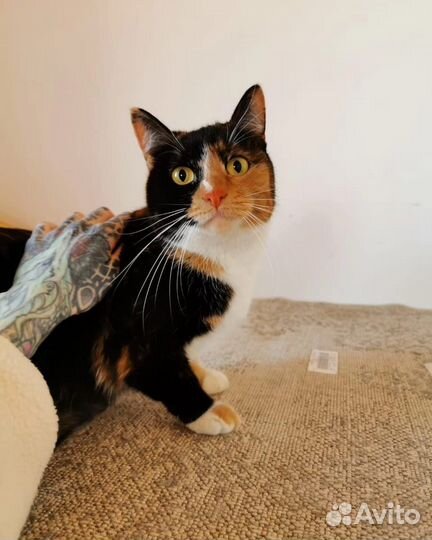 Котики компаньоны