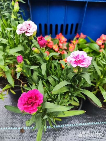 Гвоздика многолетняя