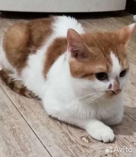 Красавец кот