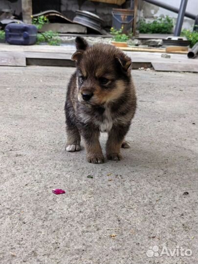 Милейшие щенята