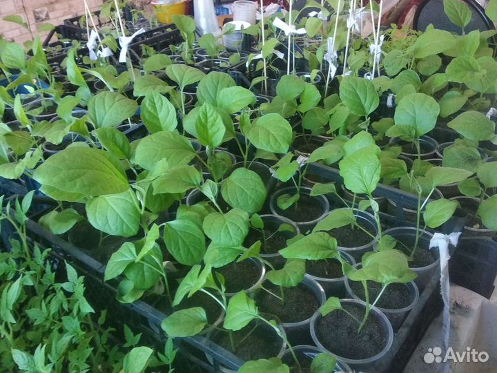 Рассада помидор и перцев,огурцов, баклажан,капусты