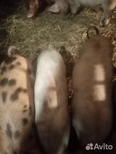 Поросята дюрок