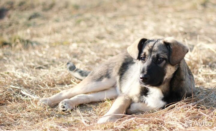 Щенок в добрые руки