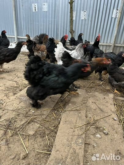 Порода кур кохинхины