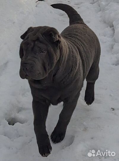 Щенки шарпея