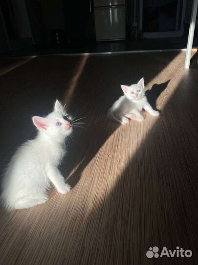 Котенок в дар бесплатно