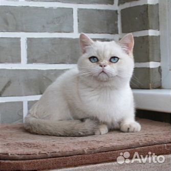 Британец с голубыми глазами