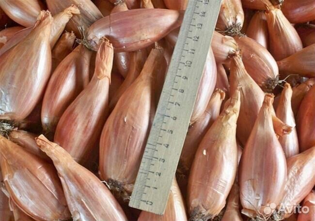 Лук Банан,Зебруне,Квочка на посадку