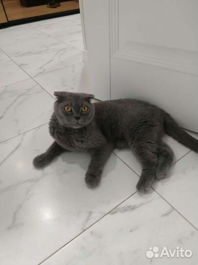 Передержка кошечек/котиков в домашних условиях