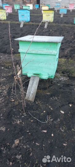 Пчелы с ульями