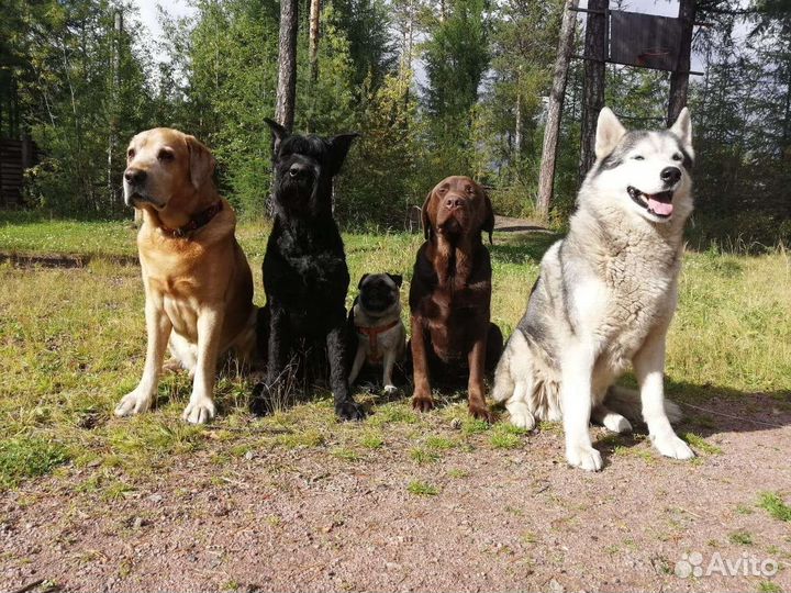 Гостиница для животных