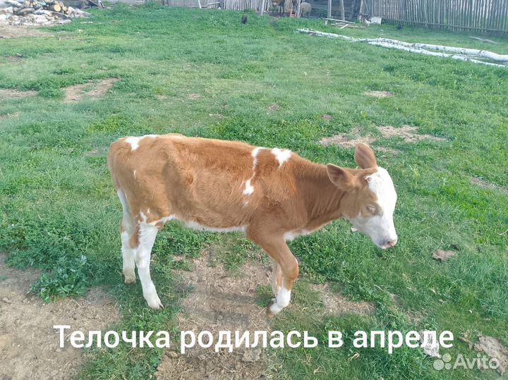 Овцы бараны ягнята,крс