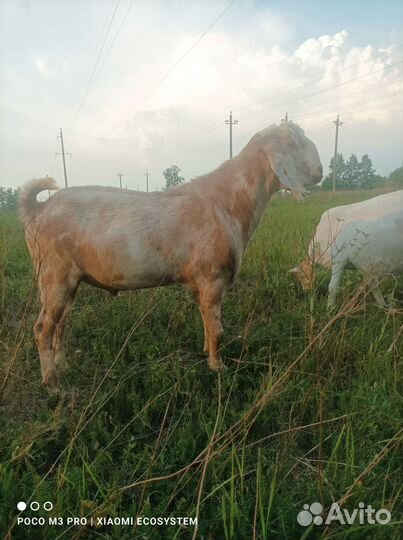 Козы породистые,Козлы,Козлята