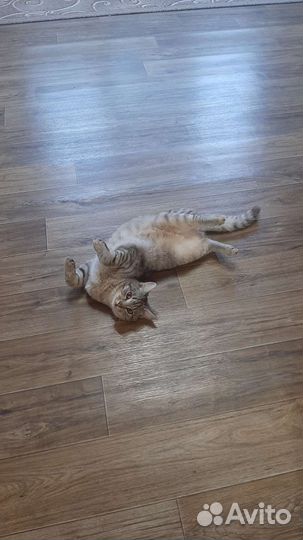 Один-серый, другой-рыжий